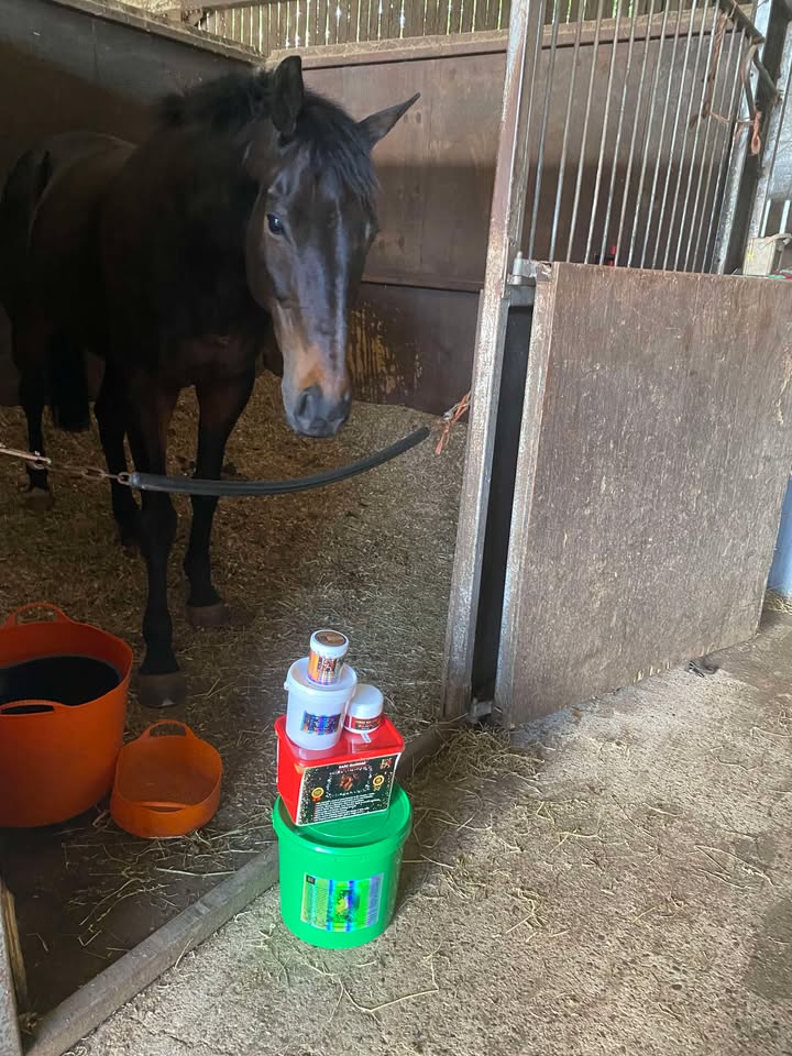 Kindle the horse with Horse Aid products including Sarc Diamond, Sarc Diamond Xtra, Hedgerow Immunity Plus, and Horse Aid Cream, showing his journey to healing from sarcoids