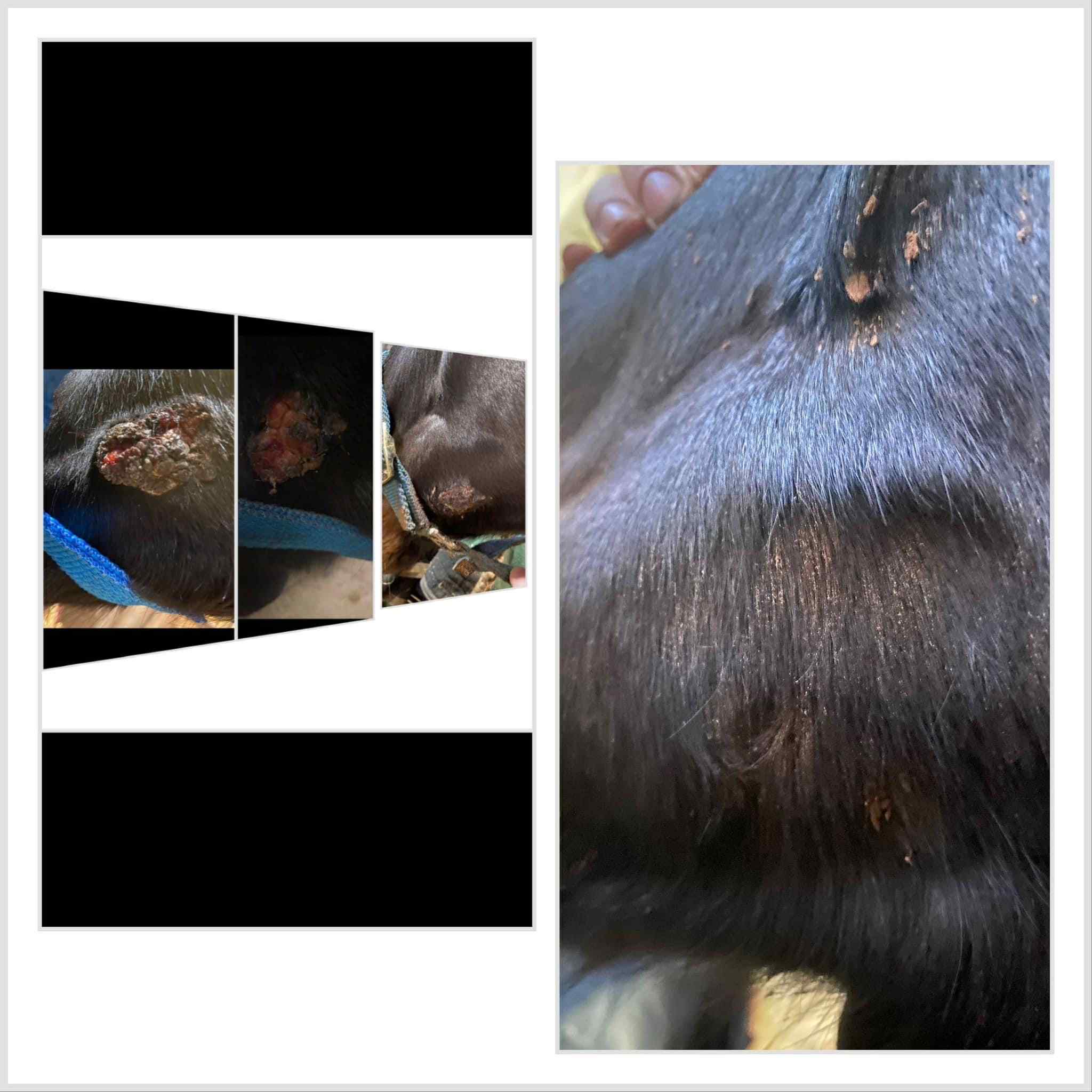 Horse with healed sarcoid using Horse Aid Cream and supplements